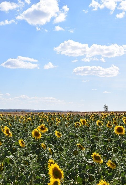sunflower, sunflower field, sky