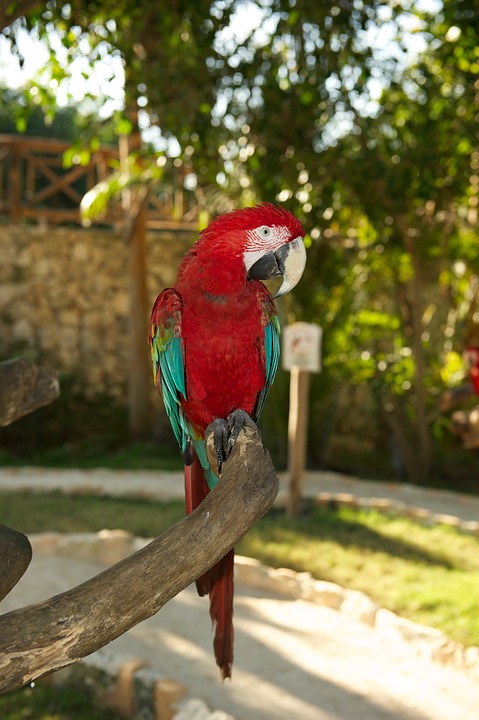 parrot, bird, red