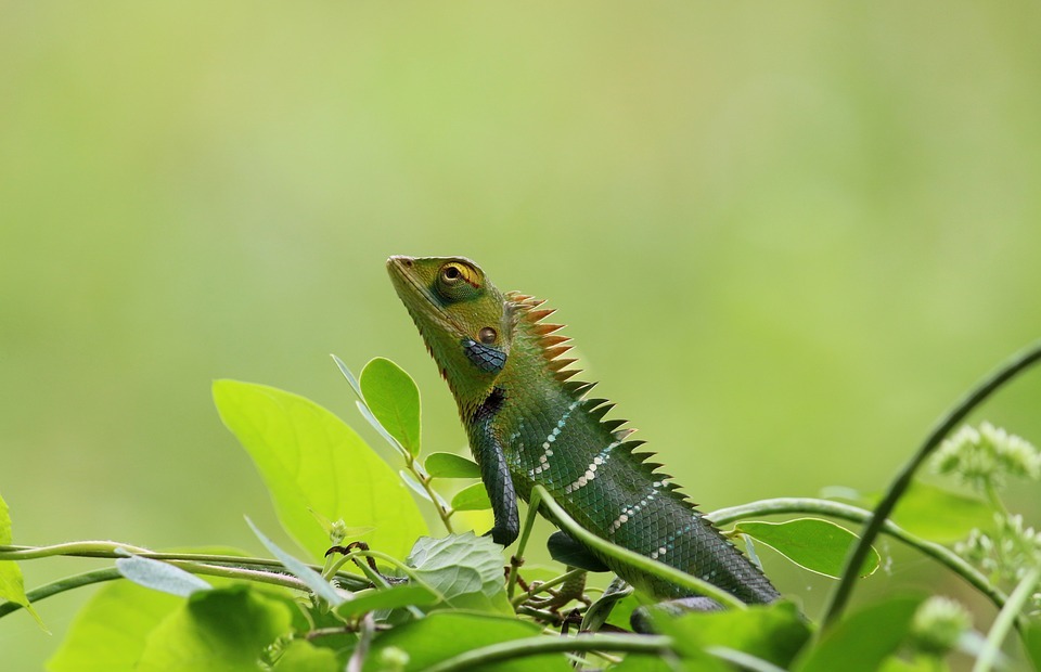 chameleon, wild, nature