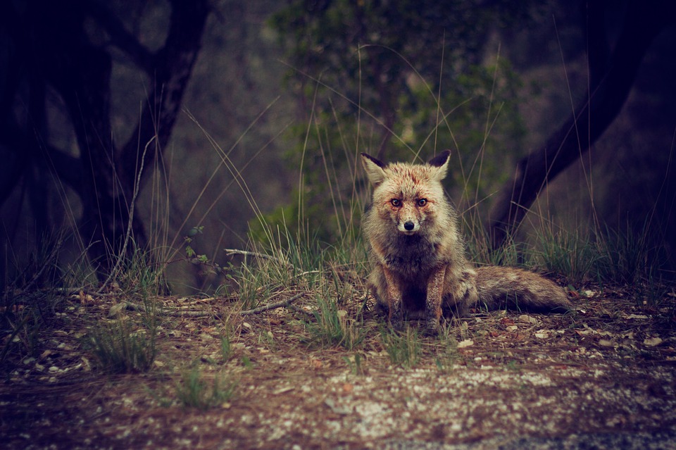 fox, animal, wild