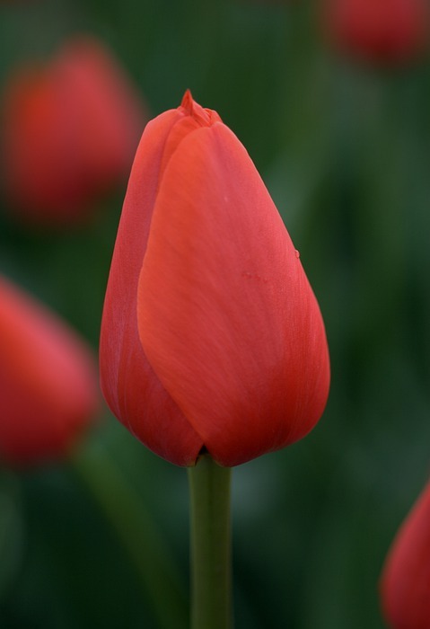 tulip, red, orange