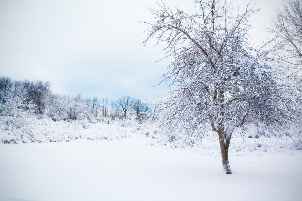 snowy tree, snow, winter