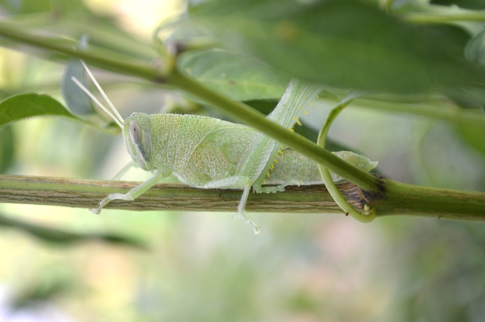 cricket, nature, grasshopper