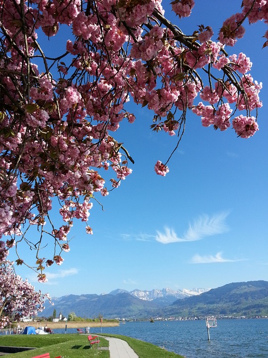 flourishing tree, spring, cherry blossom