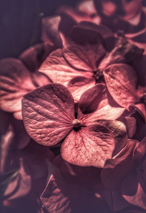 hydrangea, macro, flowers