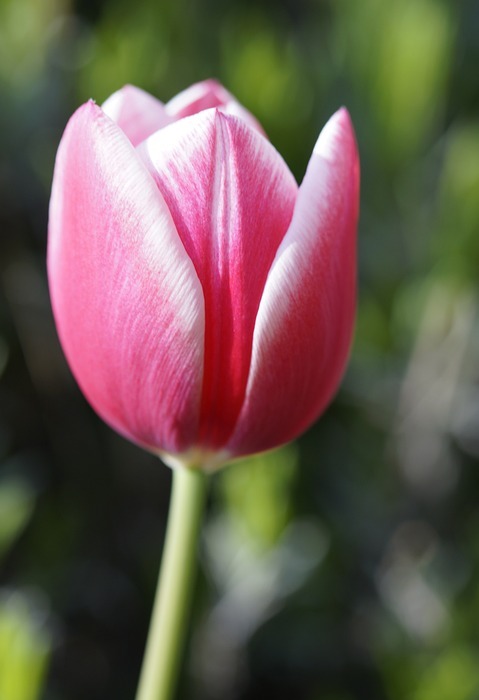 tulip, tulip blossom, beautiful flowers