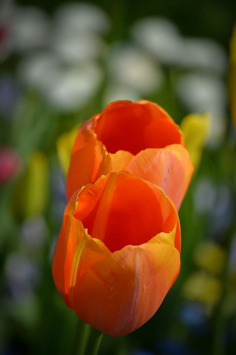 tulips, flower, spring