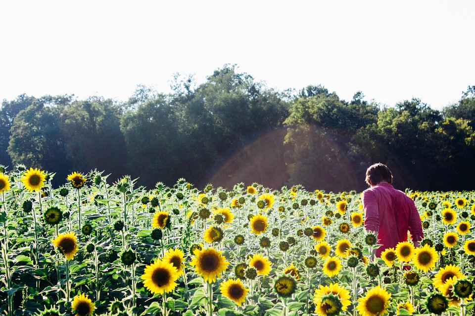 sunflowers, field, person
