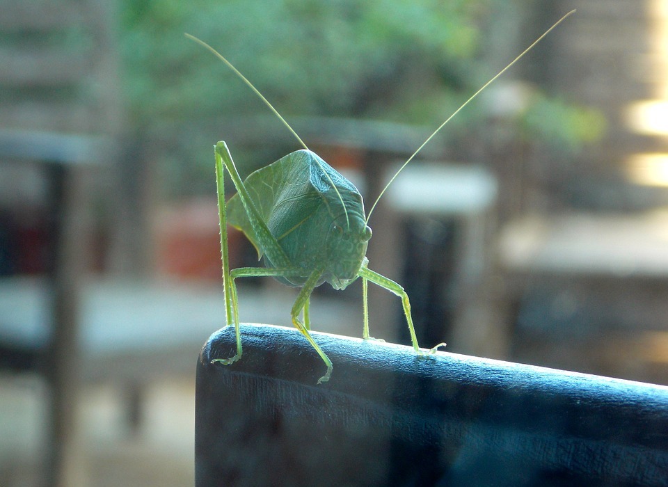 cricket, katydid, grasshopper