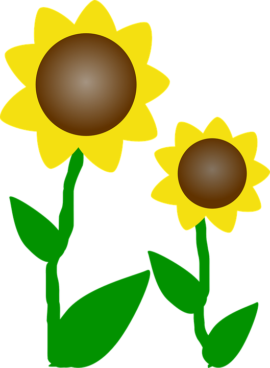 sunflowers, sun, flowers