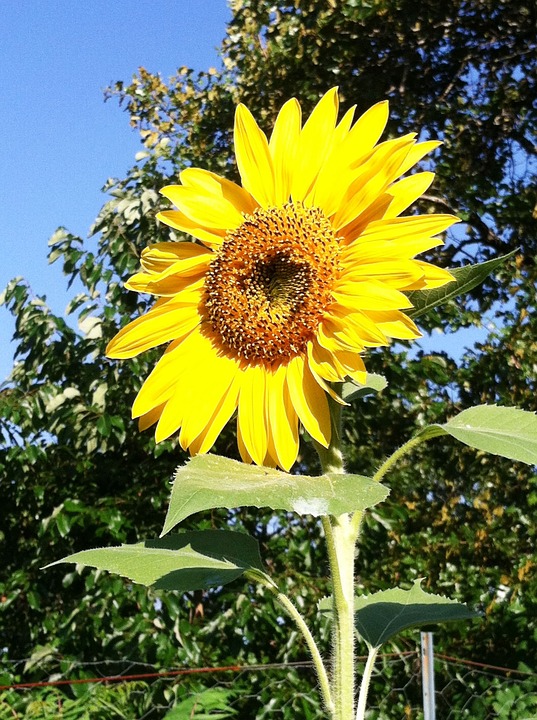 sunflower, yellow, nature