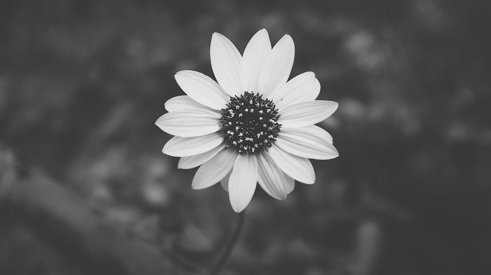 daisy, black and white, flower