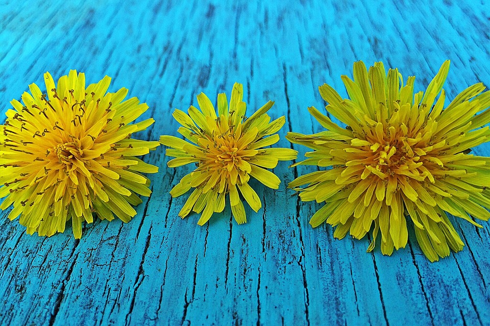 dandelions, spring, yellow