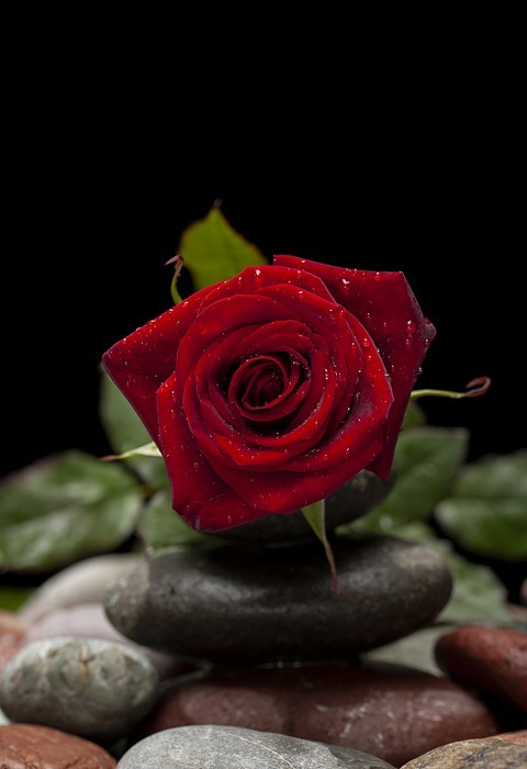 valentine's day, love, flower