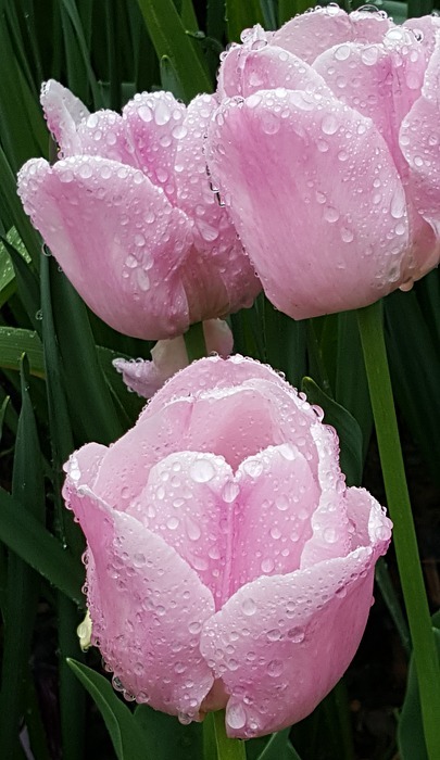 tulip, pink, spring