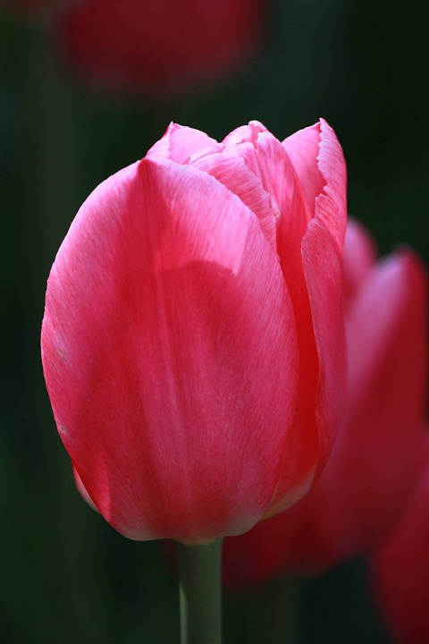 tulip, pink, flower