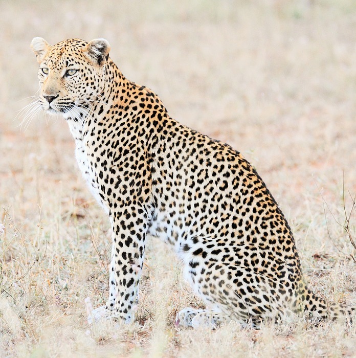 leopard, africa, safari