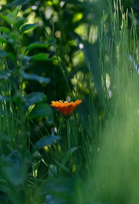 meadow, flower, spring