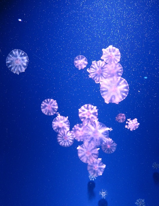 blue, jellyfish, jellyfishes