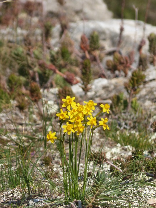 wild daffodils, wild flower, spring