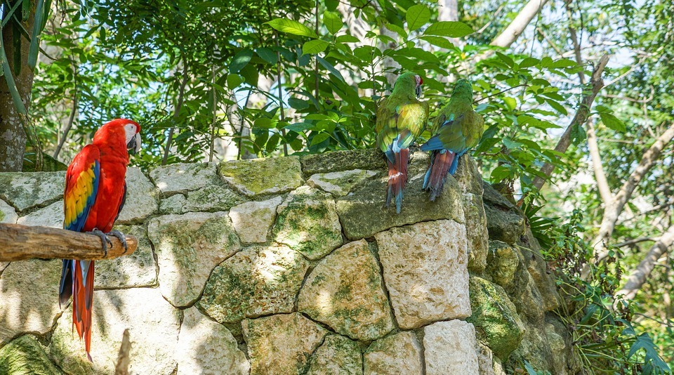 parrots, birds, tropical