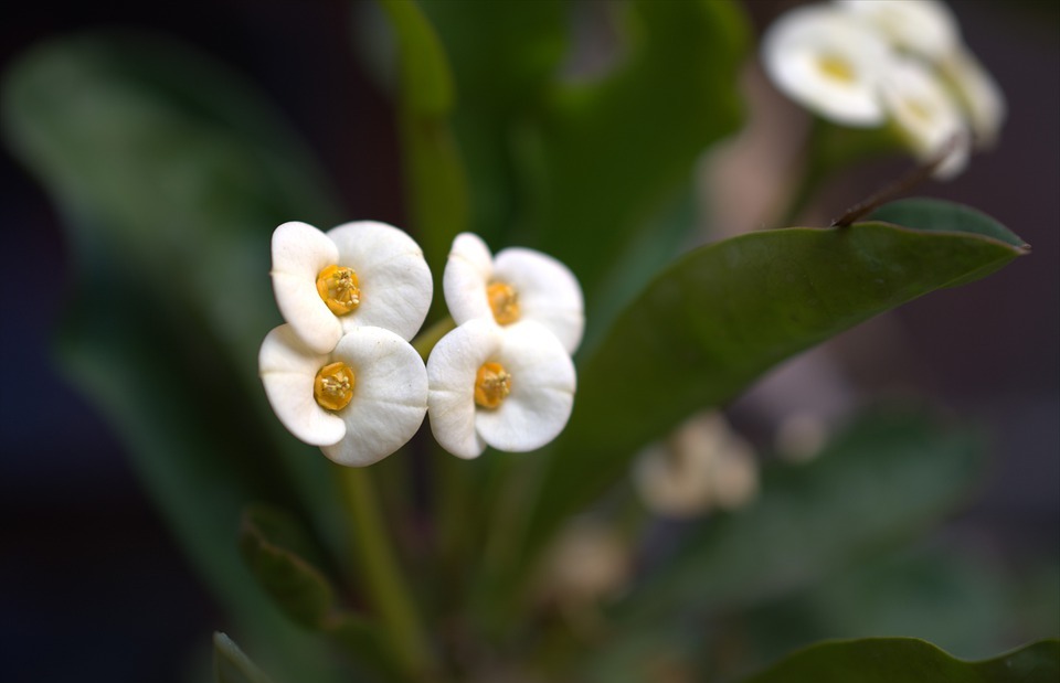 flowers, small, spring