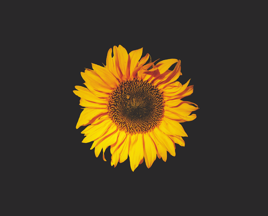 sunflower, sun flower, flower