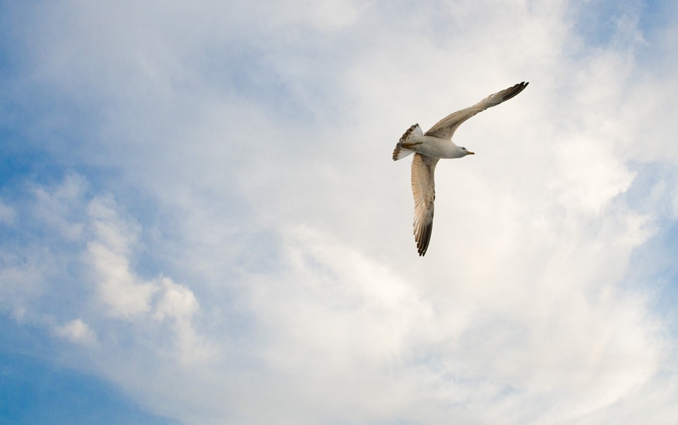 seagull, bird, gull