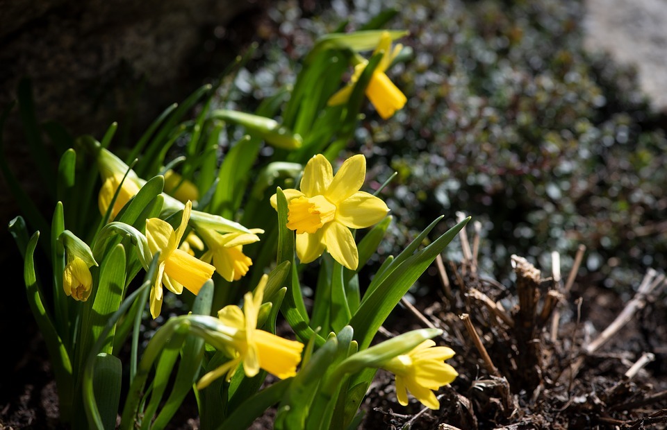 daffodils, small, flowers
