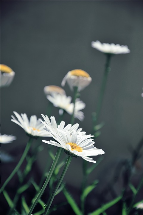 daisies, white daisies, flower