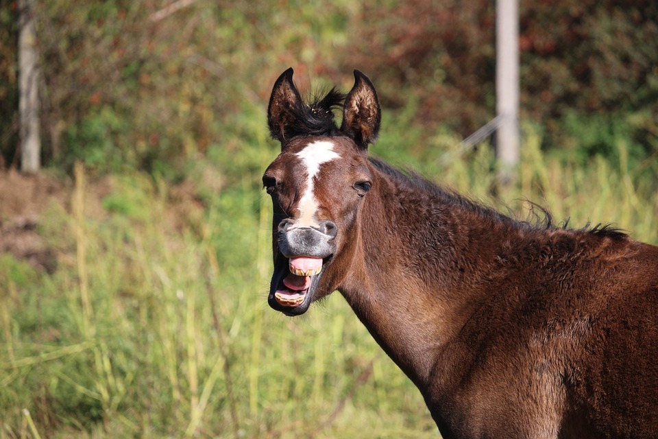 horse, foal, yawn