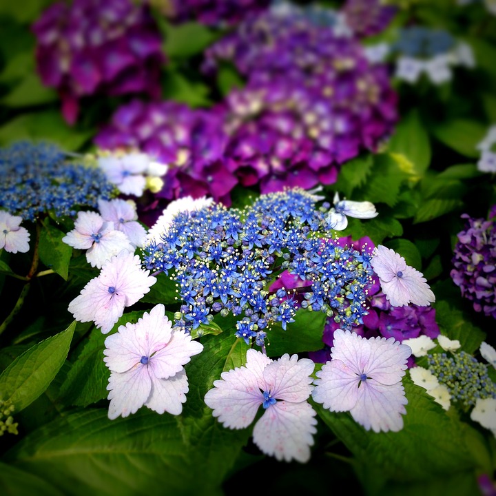 hydrangea, flowers, close up