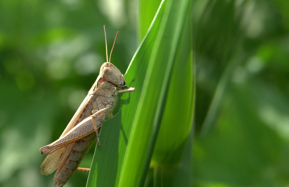 grasshopper, tettigonia viridissima, cricket