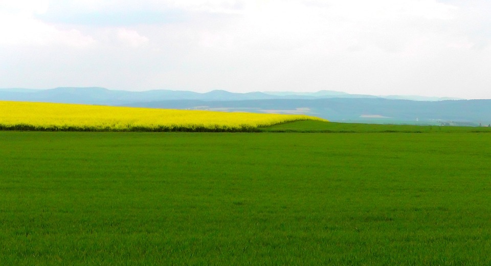 spring field, spring, oilseed rape