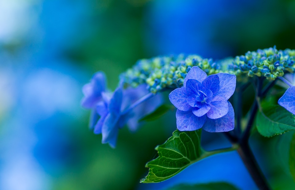 hydrangea, blue petals, plant
