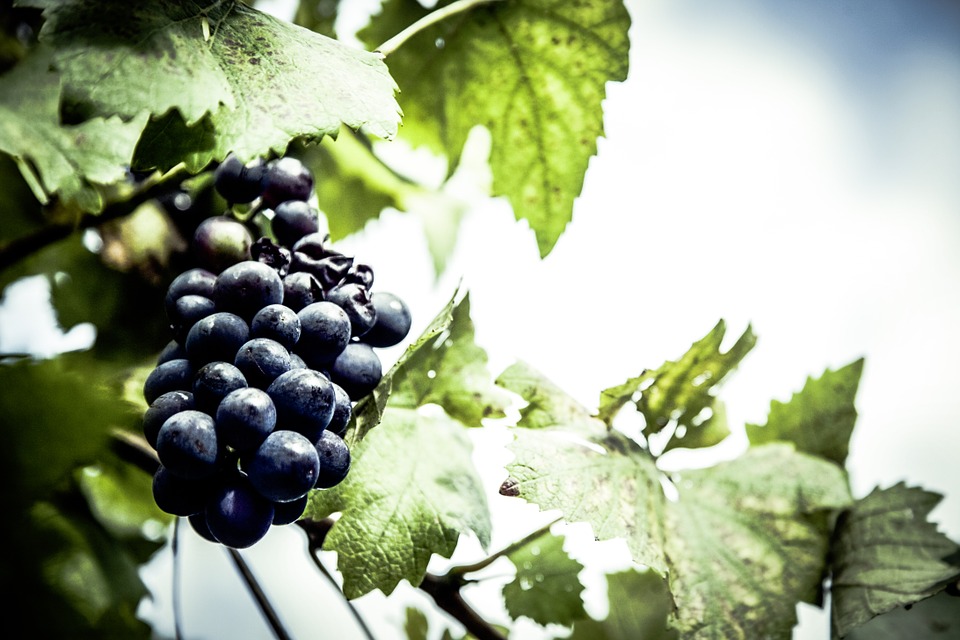 grapes, cultivation, garden