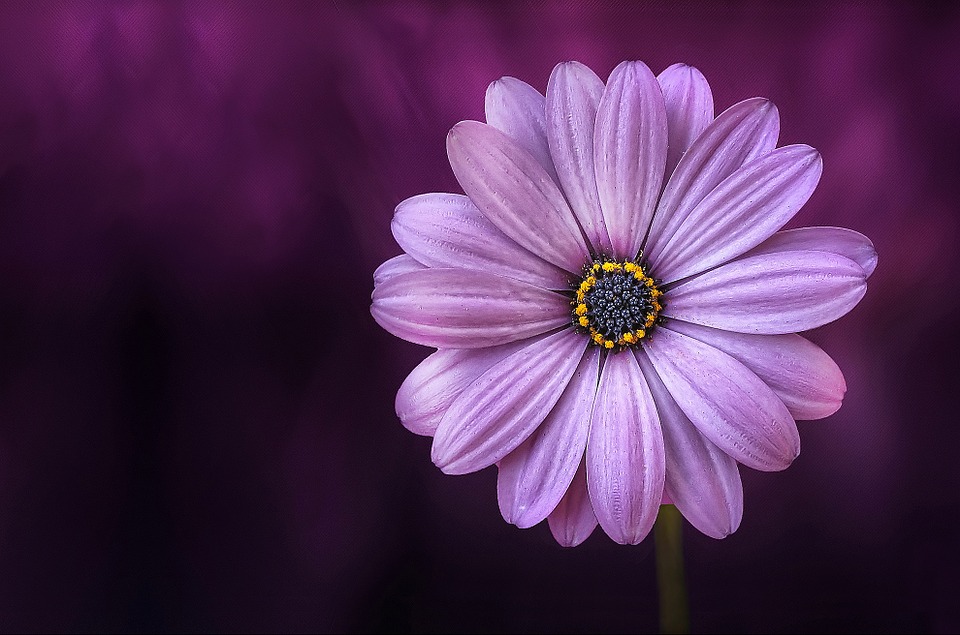 flower, purple, lical