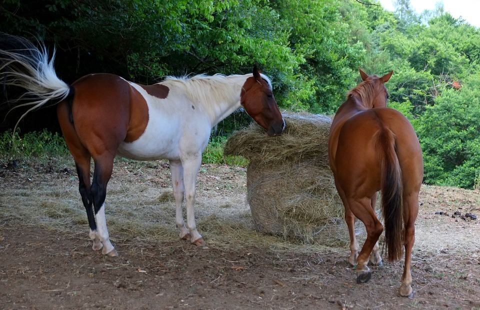 horses, two horses, structure