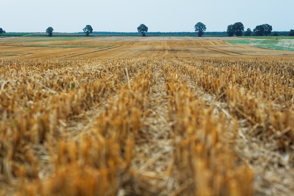 field, crops, agriculture