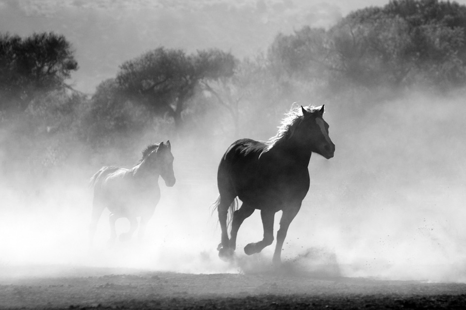 horse, herd, fog