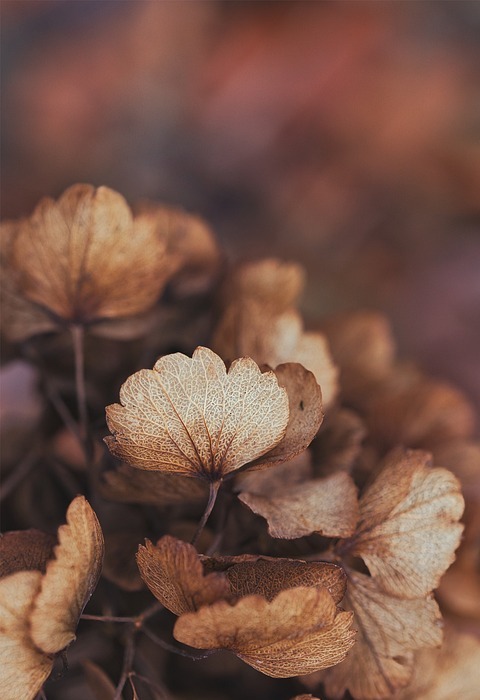 hydrangea, dried, flowers