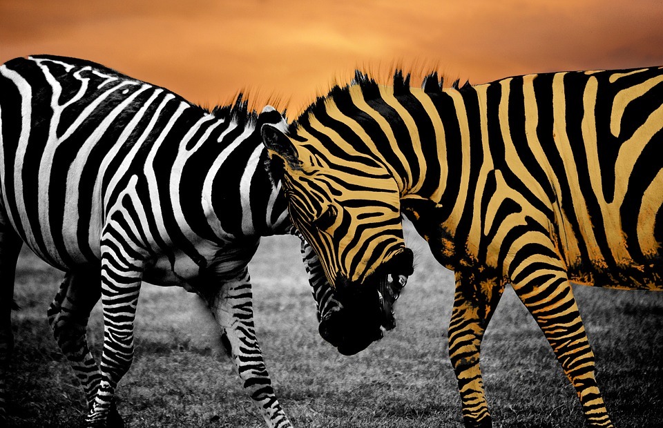 safari, zebra, animal