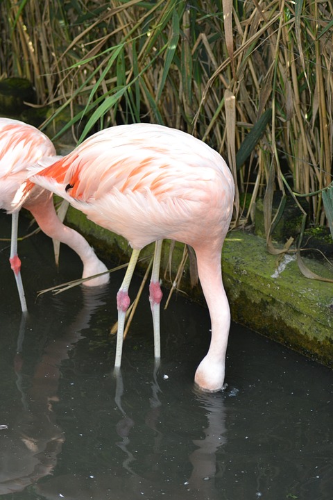 feeding flamingos, pink flamingos, wading birds