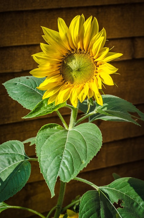 sunflower, flower, flowers