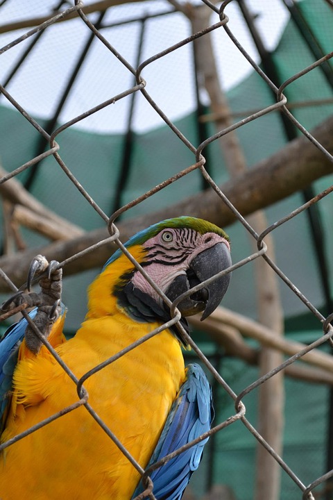 macaw, parrot, exotic bird