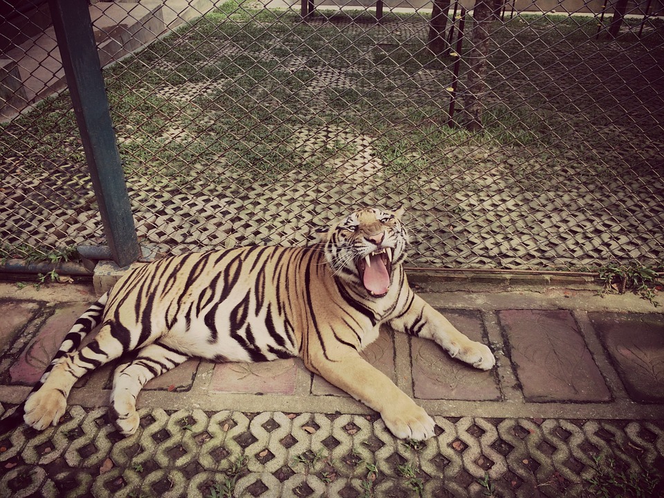 tiger, roar, animal