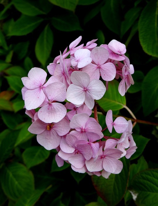 hydrangea, flower, pink