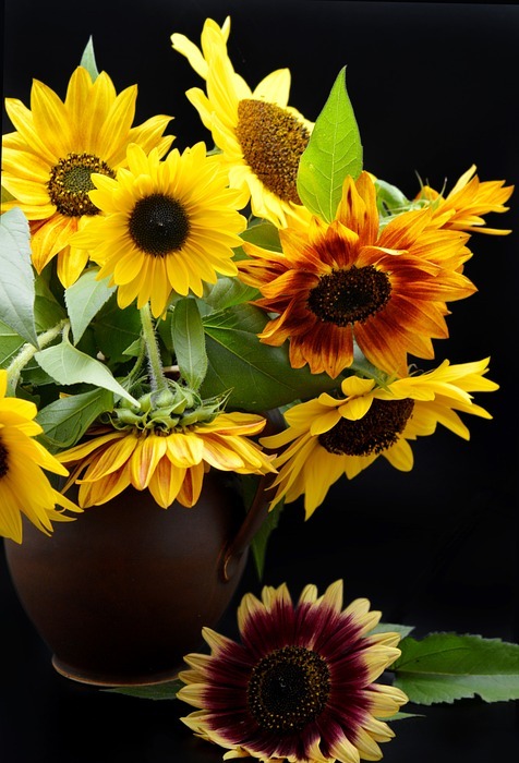sunflower, plant, petals