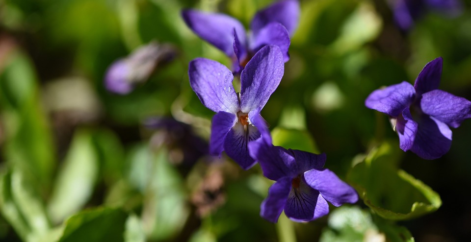 spring flower, early bloomer, violet