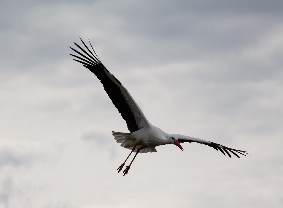 stork, large bird, stork flying